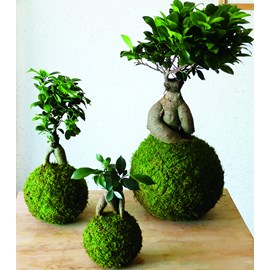 Atelier - kokedama - bordeaux