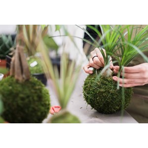 Atelier - kokedama - bordeaux