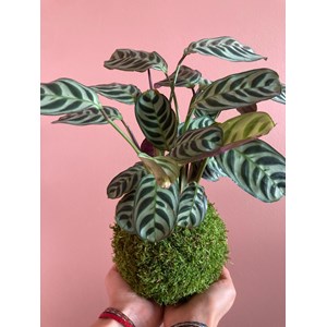 Atelier - kokedama - bordeaux