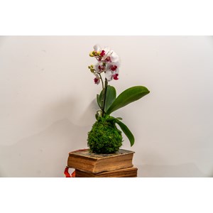 Atelier - kokedama - nantes