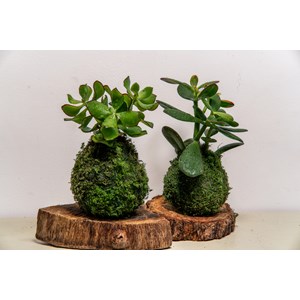 Atelier - kokedama - nantes