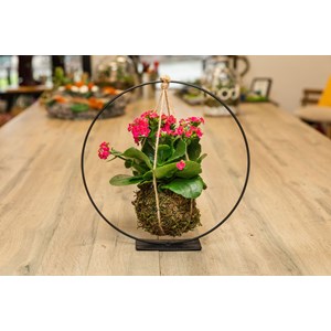 Atelier - kokedama - lille