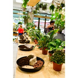 Atelier - kokedama - strasbourg