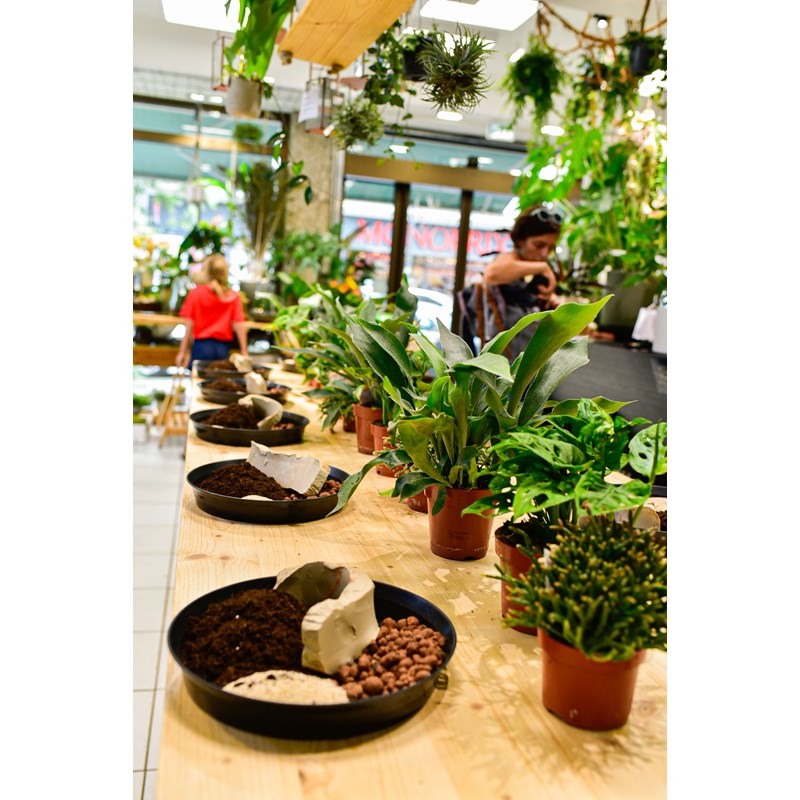 Atelier - kokedama - strasbourg