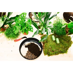 Atelier - kokedama - strasbourg