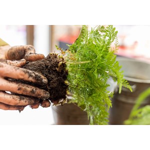 Atelier - kokedama - strasbourg