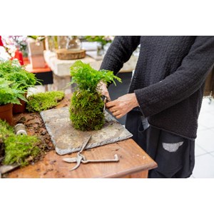 Atelier - kokedama - strasbourg