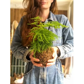 Atelier - kokedama - toulouse