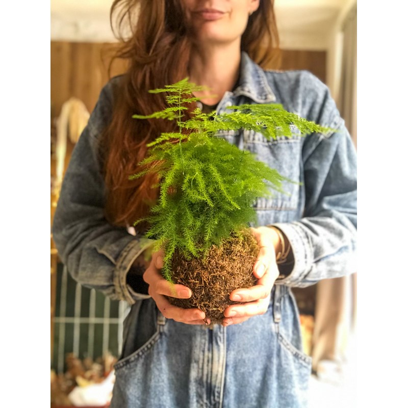 Atelier - kokedama - toulouse