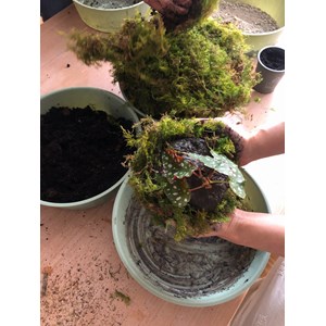 Atelier - kokedama - toulouse