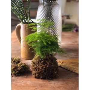 Atelier - kokedama - toulouse