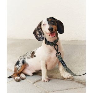 Collier pet recyclé xs - vert