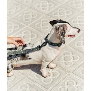 Collier pet recyclé s - vert