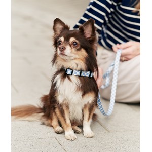 Collier pet recyclé xs - bleu