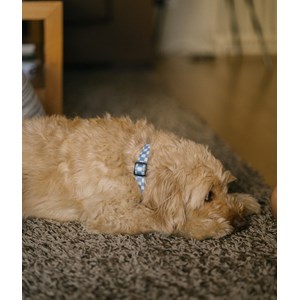 Collier pet recyclé l - bleu