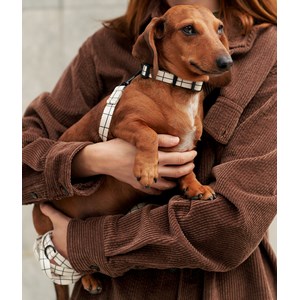 Collier pet recyclé s - beige