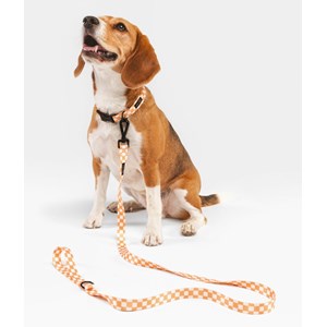 Collier pet recyclé xs - orange