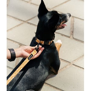 Collier pet recyclé xxs - moutarde