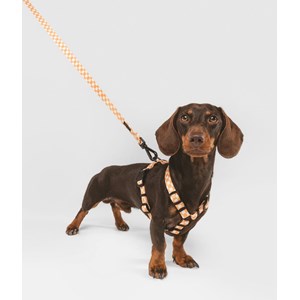 Laisse pet recyclé - orange