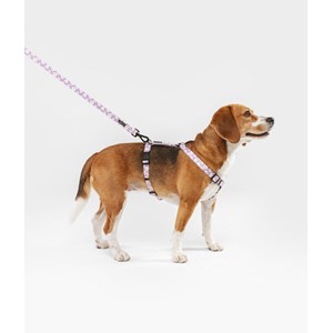 Laisse pet recyclé - violet