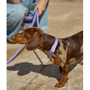 Collier xxs - violet