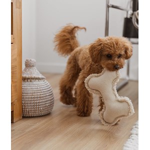 Jouet pour chien - blanc