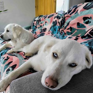 Plaid polaire savane 150cm x 200cm