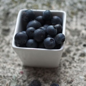 Myrtille rubel, myrtillier - pot de 1l