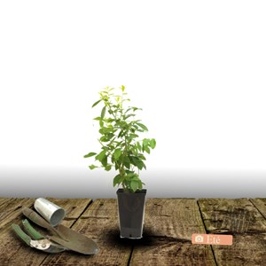 Myrtille rubel - pot de 1l