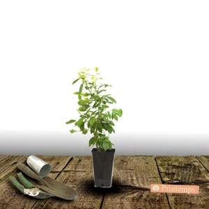 Myrtille rubel - pot de 1l