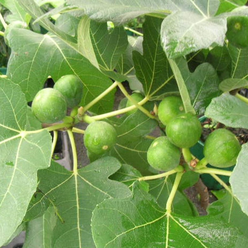 Plantes Avenue - Figuier madeleine des 2 saisons, ficus carica - pot de 3l