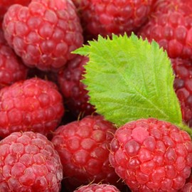 Framboisier september - pot de 5l