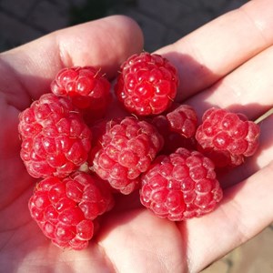 Framboisier mecker - pot de 3l