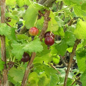 Caseille josta - pot de 5l