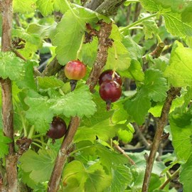 Caseille josta - pot de 3l