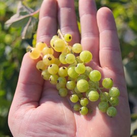 Groseillier à grappes versaillaise blanche - pot de 3l