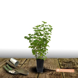 Groseillier à grappes versaillaise blanche - pot de 3l