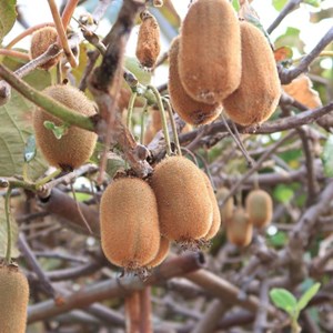 Kiwi chinensis bruno (femelle) - pot de 3l