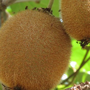 Kiwi chinensis bruno (femelle) - pot de 3l