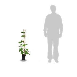 Kiwi chinensis bruno (femelle) - pot de 3l