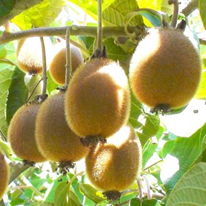 Kiwi chinensis monty (femelle) - pot de 3l