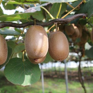 Kiwi chinensis monty (femelle) - pot de 3l