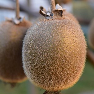 Kiwi chinensis monty (femelle) - pot de 3l