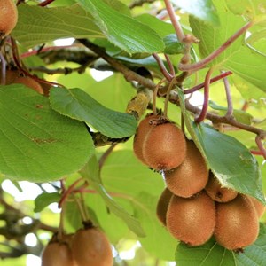 Kiwi chinensis monty (femelle) - pot de 3l