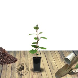 Kiwi chinensis jenny (autofertile) - pot de 1.5l