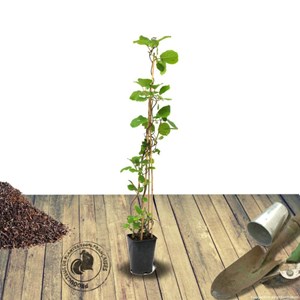 Kiwi chinensis jenny (autofertile) - pot de 1.5l