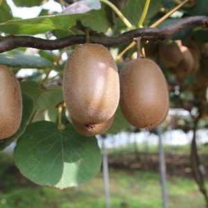 Kiwi chinensis jenny (autofertile) - pot de 2l
