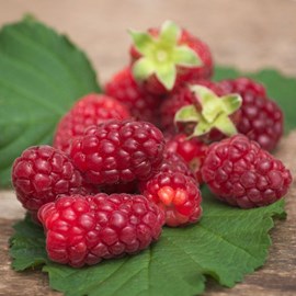 Mûre-framboise, tayberry - pot de 1.5l