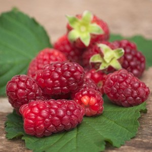 Mûre-framboise, tayberry - pot de 1.5l
