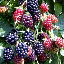 Mûre thornfree - pot de 1.5l